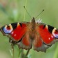 The Red butterfly