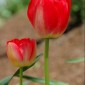 The Red Tulip