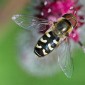 Some kind of fly