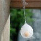 The spindle eggs